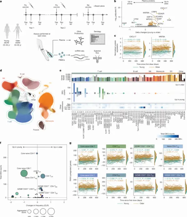 Multi‑omic atlas shows robust, early T cell reprogramming in healthy aging drives TH2 skewing and impaired B‑cell vaccine responses