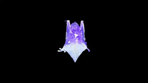 Six North American Bat Species Found to Glow Green Under UV Light