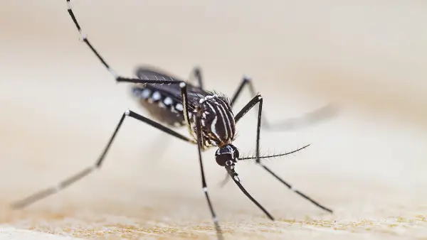Researchers Develop 3D Printer Using Mosquito Proboscis as Nozzle