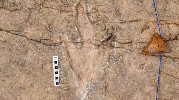 Scientists Document Over 16,000 Dinosaur Footprints in Bolivia's Carreras Pampas Tracksite