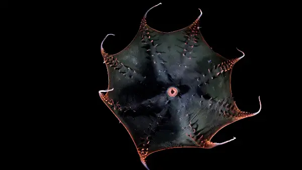 Genome of Elusive Vampire Squid Reveals Secrets of Cephalopod Evolution