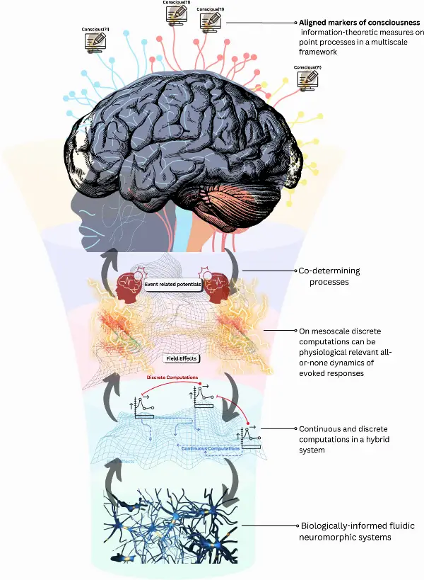 Biological Computationalism Offers New Perspective on Consciousness