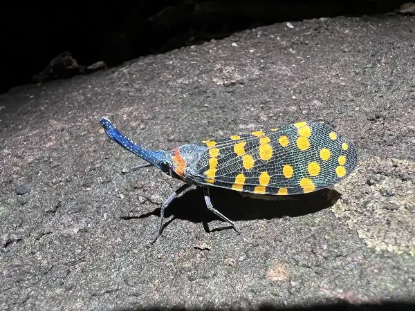 New Species Discovery Reaches All-Time High, With Over 16,000 Species Described Annually